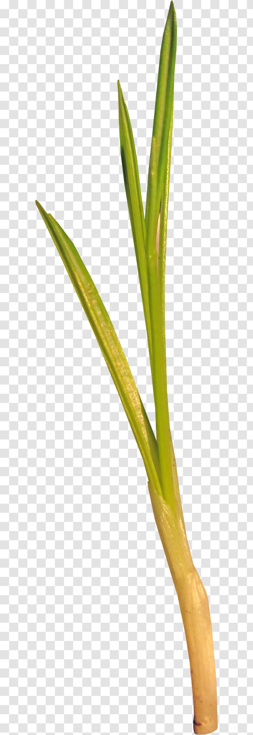 Green Shoot Grass Herbaceous Plant - Flower - Ah Transparent PNG