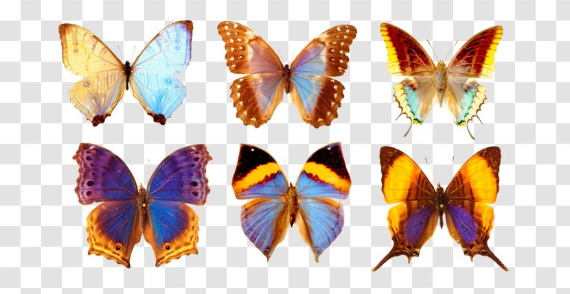Brush-footed Butterflies Butterfly Stock Photography Blog Illustration Transparent PNG