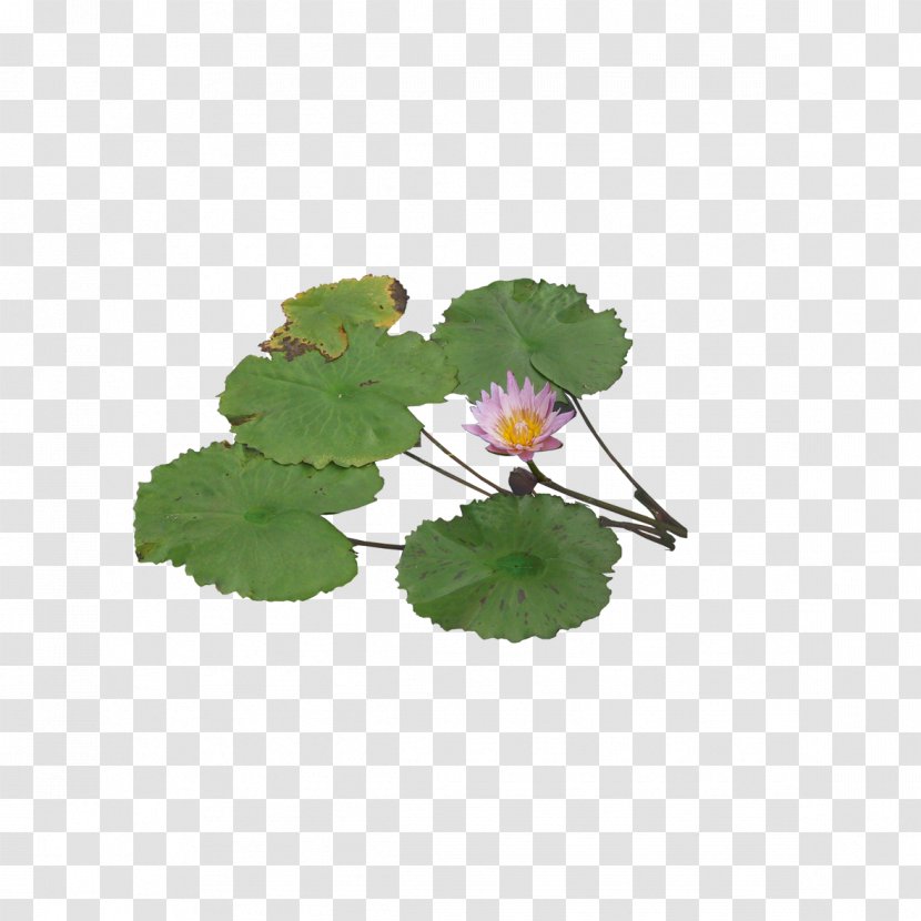 Pygmy Water-lily Aquatic Plant Computer File - Waterlily - Lotus Green Graphic Transparent PNG