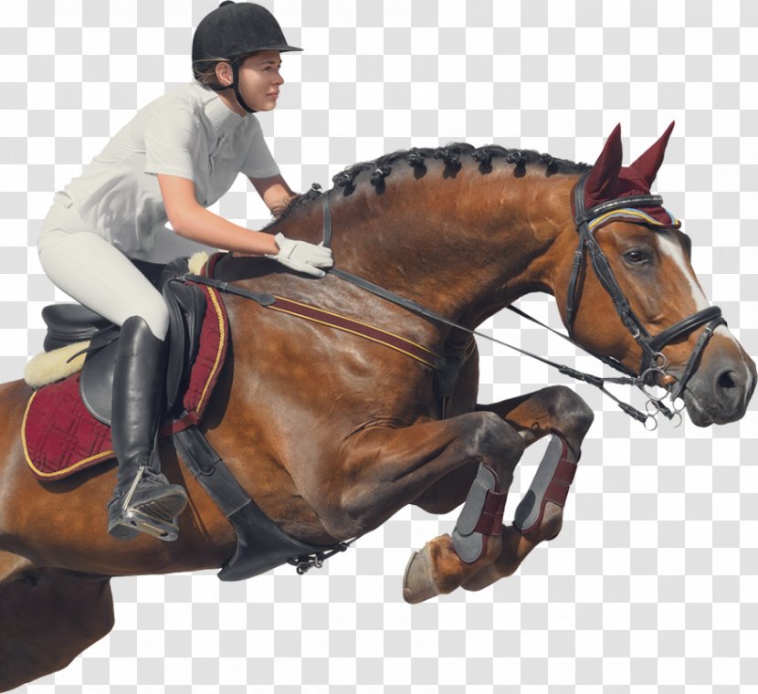 Horse Equestrian Show Jumping Royalty-free Transparent PNG
