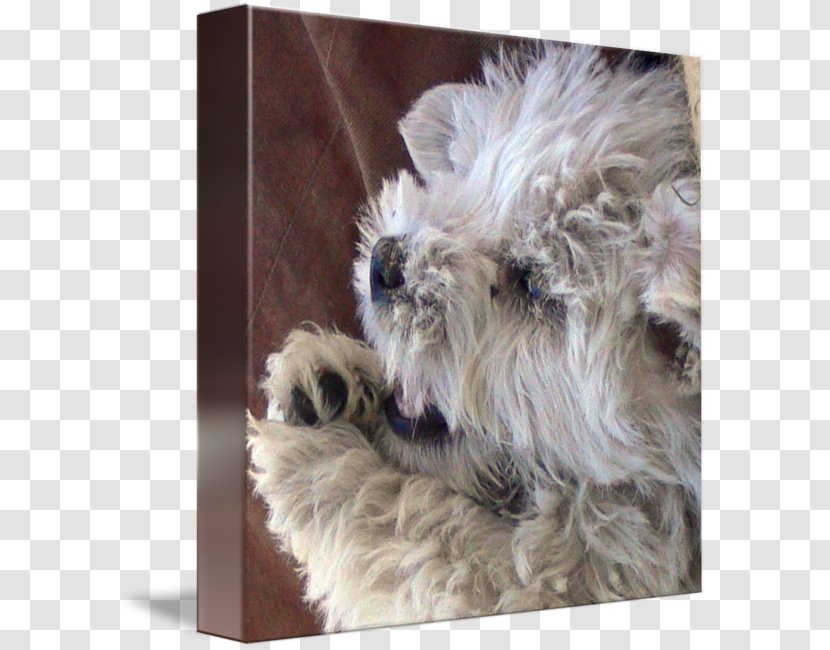 Miniature Schnauzer Glen West Highland White Terrier Cairn Soft-coated Wheaten - Affenpinscher - Puppy Transparent PNG