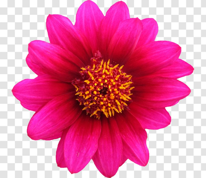 Pink Flowers Rose Stock.xchng - Stockxchng - Gazania Transparent Background Transparent PNG