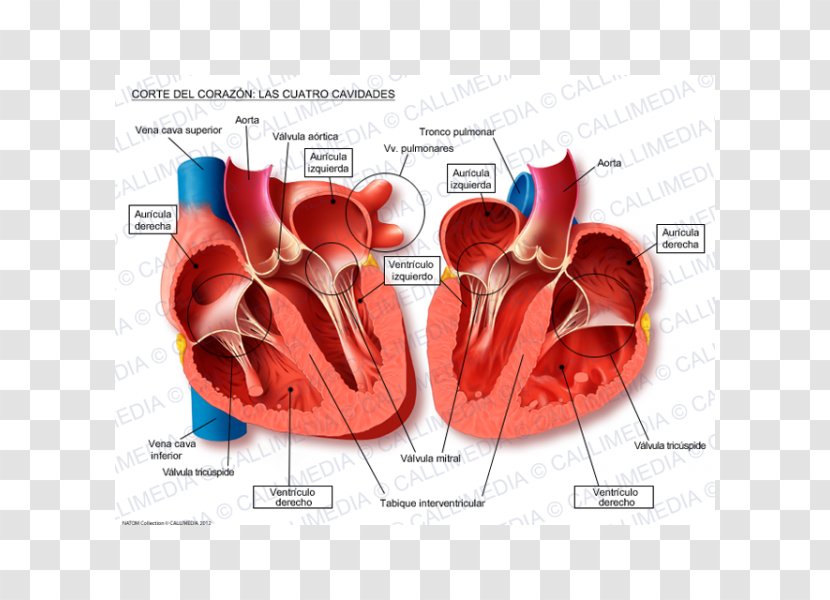 Heart Anatomy Thoracic Cavity Physiology Circulatory System - Flower Transparent PNG