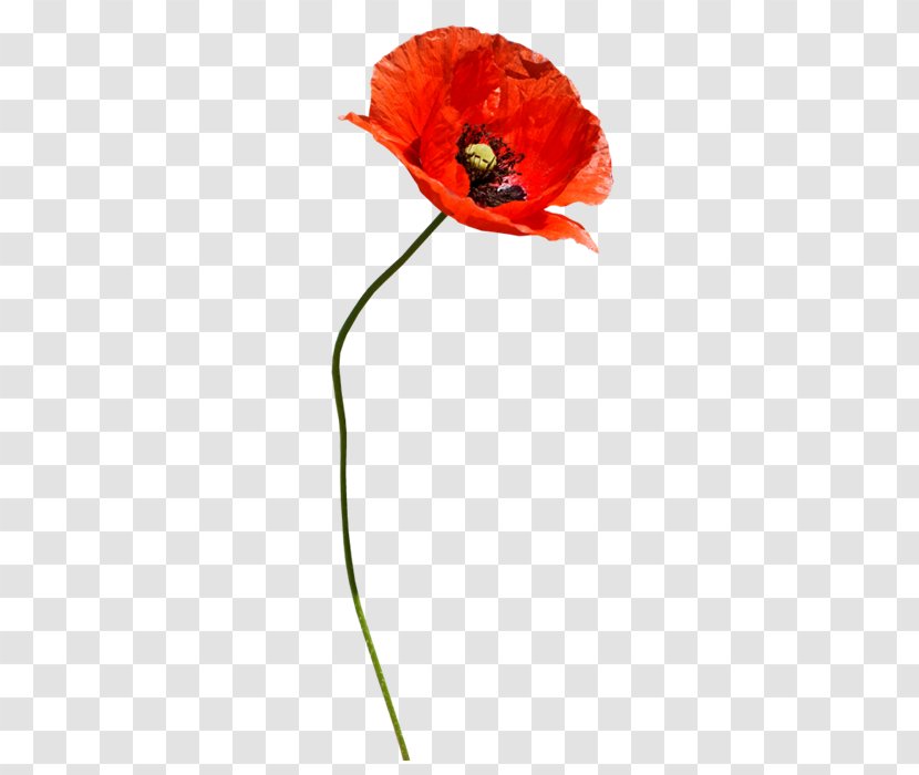 Poppy Red - Family - 玫瑰 Transparent PNG