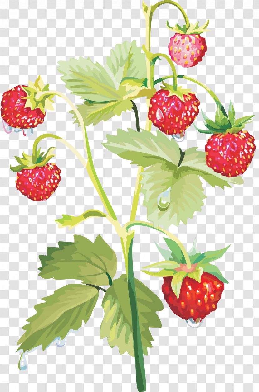 Musk Strawberry - Local Food Transparent PNG