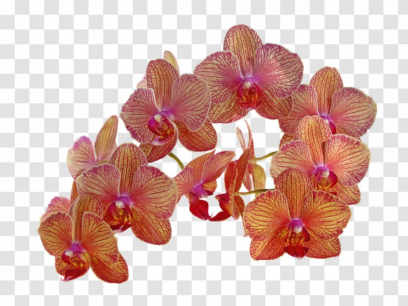 Flower Orchids Orange Bud - Orchid Transparent PNG