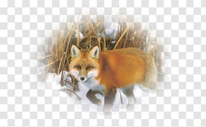 Red Fox Kit Whiskers Fur Snout Transparent PNG