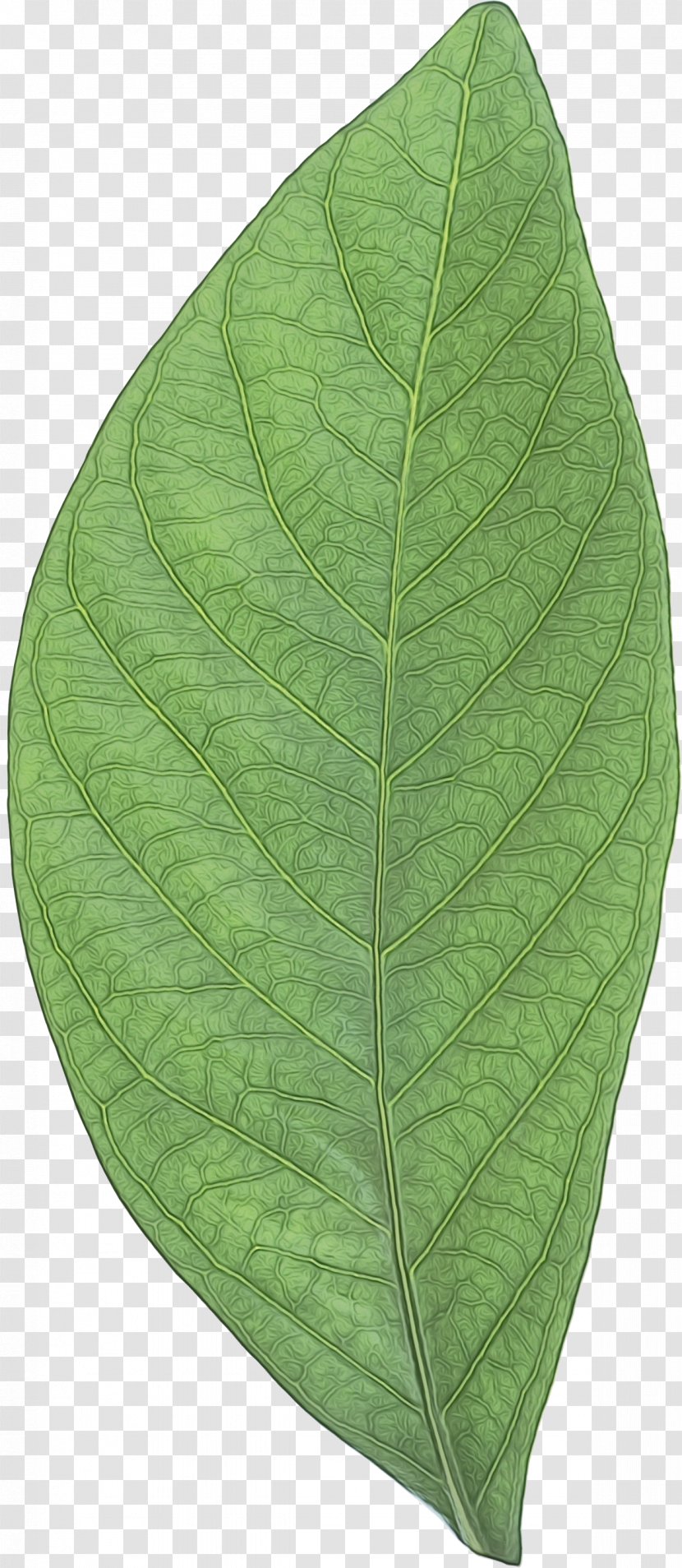 Leaf - Plant Pathology - Flowering Transparent PNG