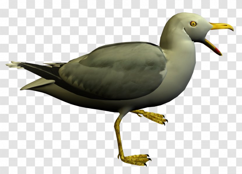 Seabird European Herring Gull Gulls Shorebirds - Shorebird - Seagull Transparent PNG