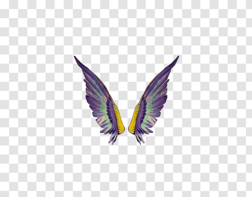 Clip Art - Image Resolution - Related Feather Wings Transparent PNG