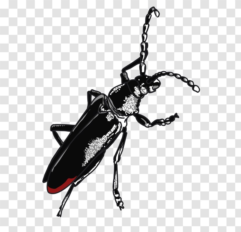 Beetle Cerambyx Cerdo Clip Art - Grand Vector Transparent PNG