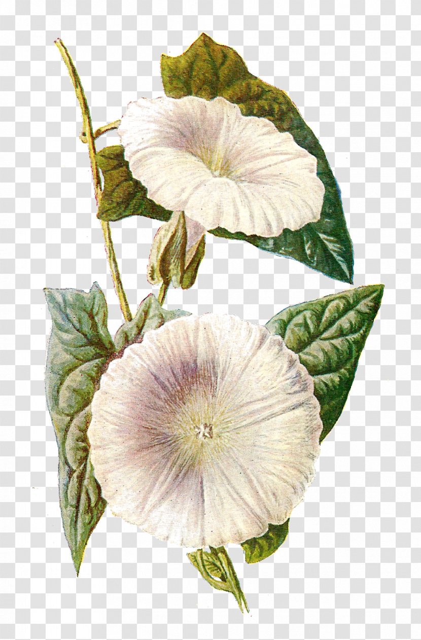 Familiar Wild Flowers Botany Wildflower Clip Art - Silhouette - Botanical Transparent PNG