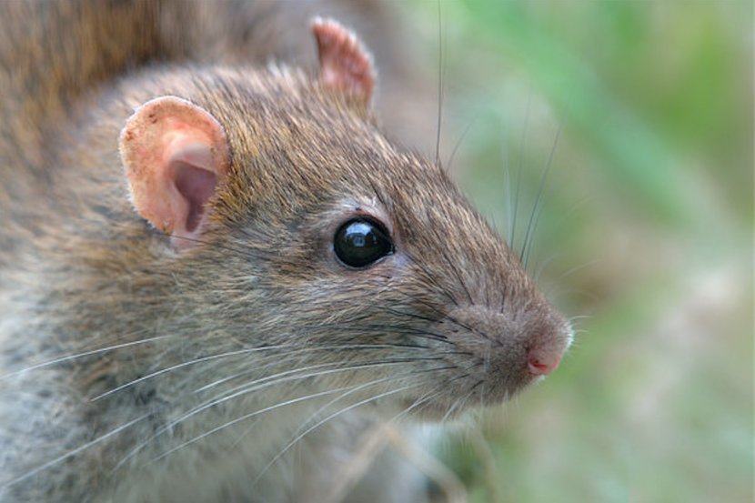 Rat Deer Prairie Dog Animal - Whiskers - & Mouse Transparent PNG