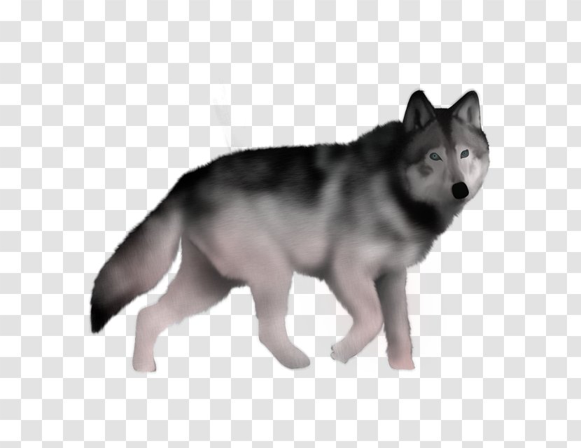 Saarloos Wolfdog Siberian Husky Czechoslovakian Sakhalin Jämthund - Lobo Rusia Transparent PNG