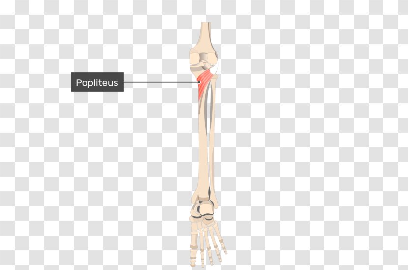 Popliteus Muscle Knee Origin And Insertion - Cartoon - Oblique Line Transparent PNG
