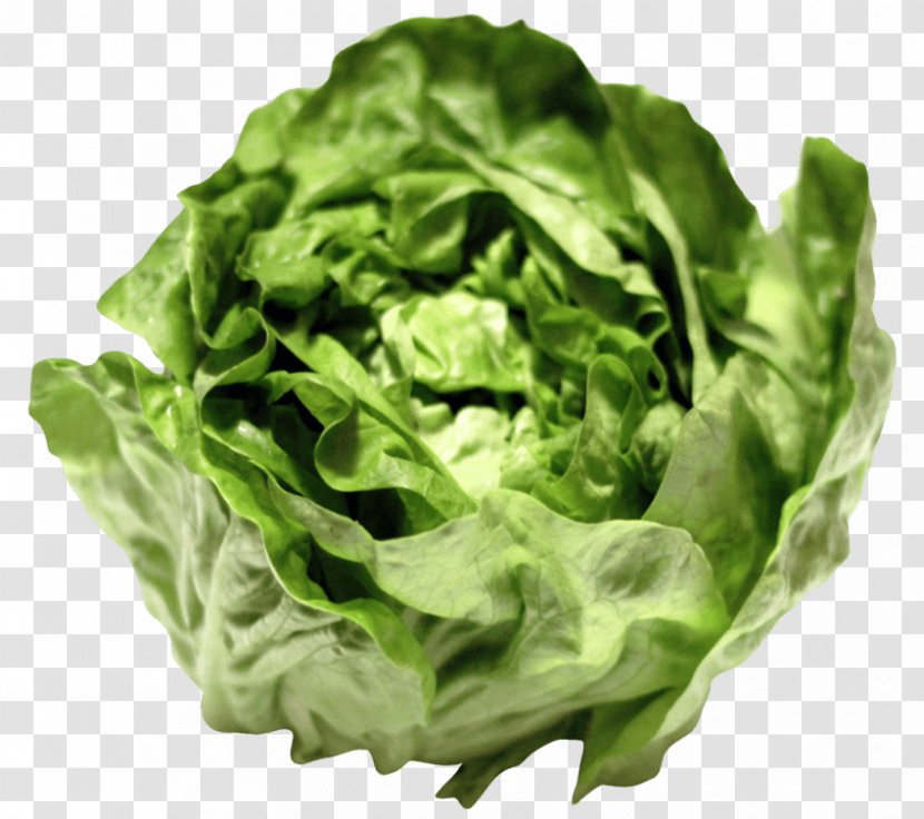 Lettuce Sandwich Growing Caesar Salad Vegetarian Cuisine Greens - Collard Transparent PNG
