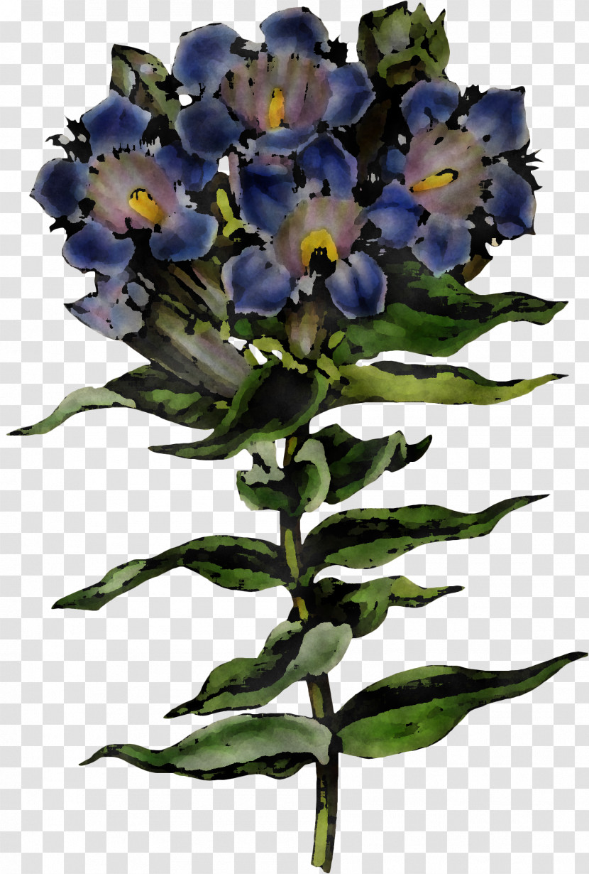 Flower Plant Blue Violet Cut Flowers Transparent PNG