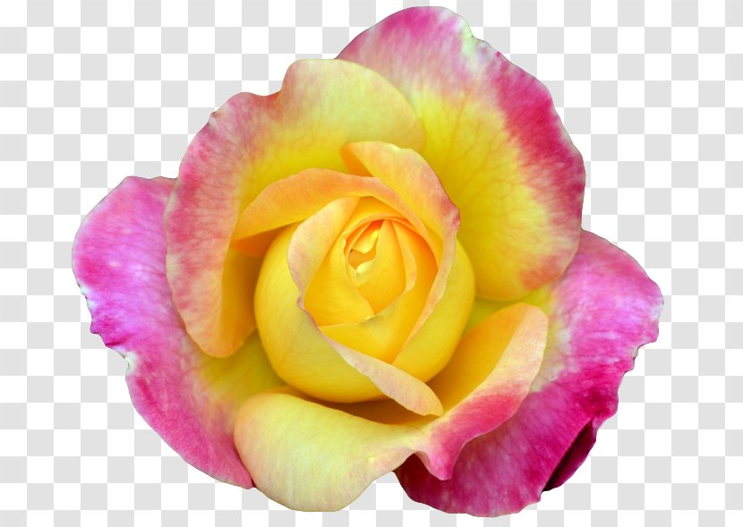 Flower Rosa Peace Hybrid Tea Rose Garden Roses Petal - Yellow Flowers Transparent PNG
