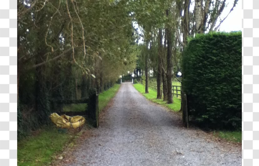 Tree Woodland Property Tarmacadam Road Surface - Biome Transparent PNG