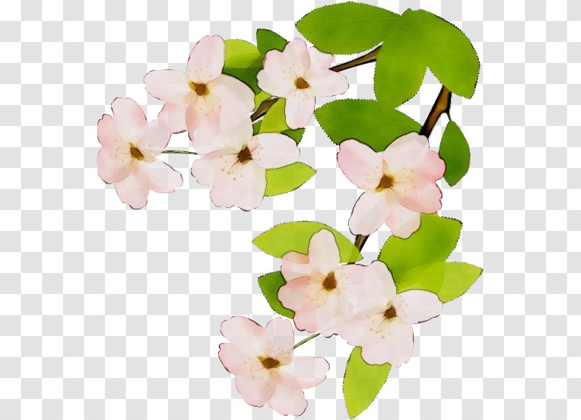 Flower White Petal Pink Plant - Impatiens Cut Flowers Transparent PNG