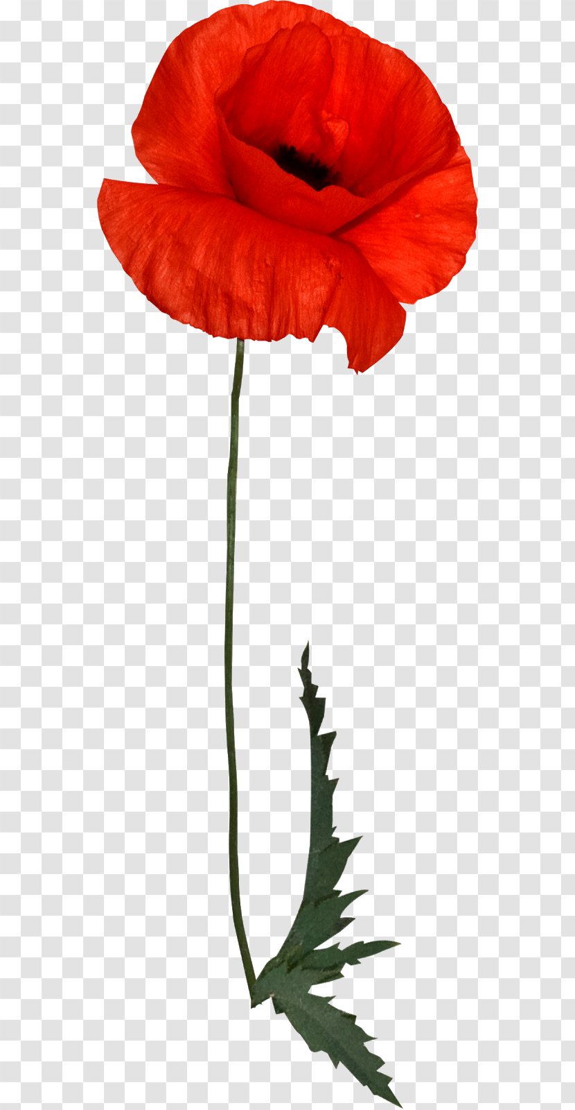 Common Poppy Image Clip Art - Red Transparent PNG
