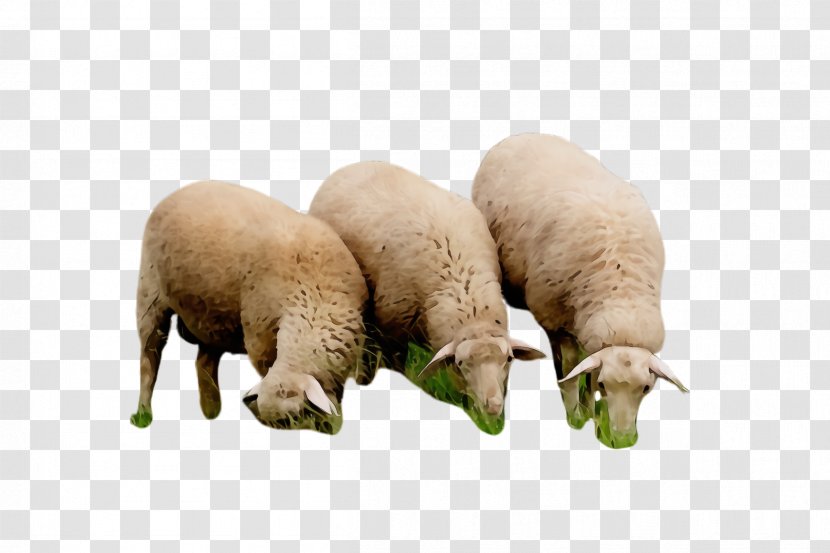 Sheep Snout Livestock Terrestrial Animal - Grass Transparent PNG