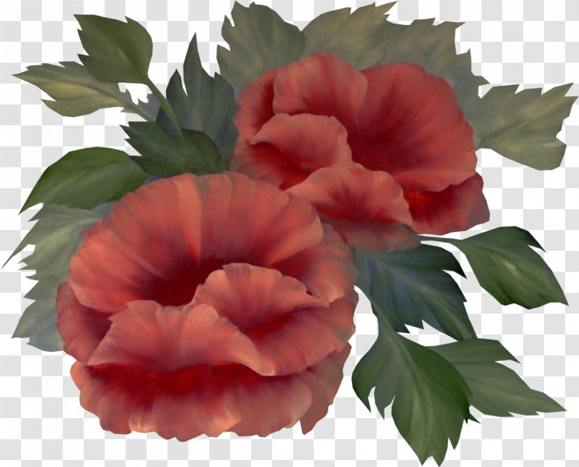 Flower Peony Plant Clip Art - Poppy Transparent PNG