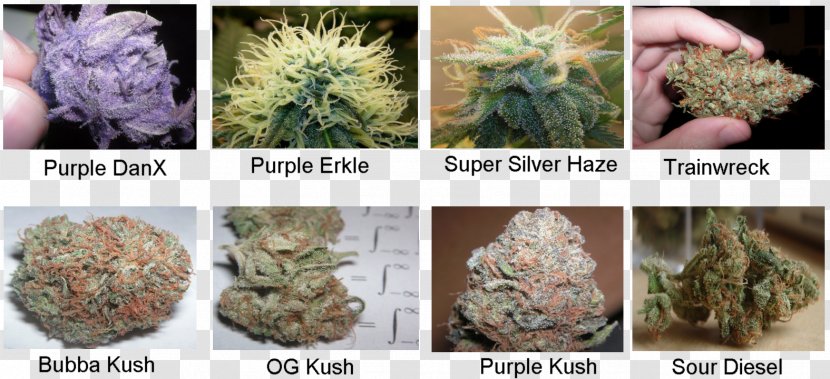 Medical Cannabis Strain White Widow Kush - Plant Transparent PNG