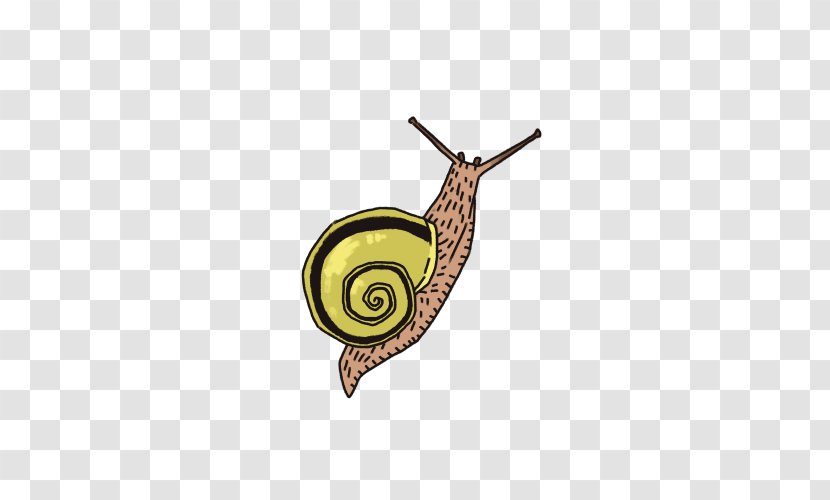 Snail - Molluscs Transparent PNG
