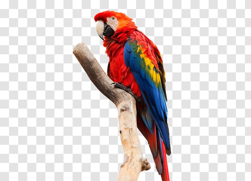 Clip Art Macaws Pixel - Perico - Feather Transparent PNG
