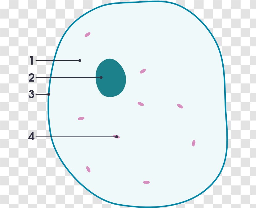 Cell Circle - Animal - Smile Transparent PNG