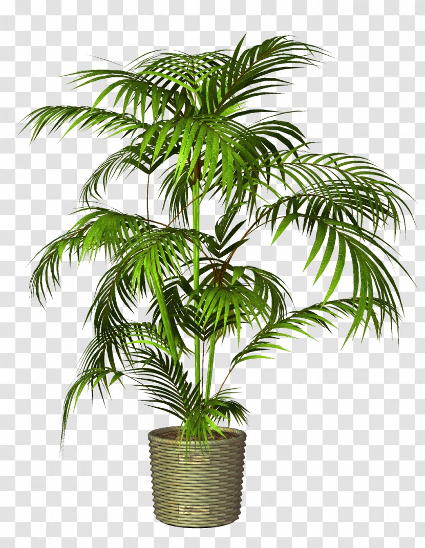 Flowerpot Houseplant - Arecales - Potted Transparent PNG