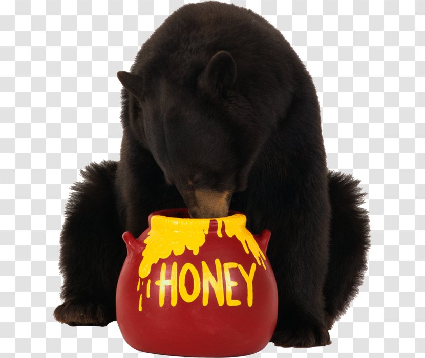 American Black Bear Brown Transparent PNG