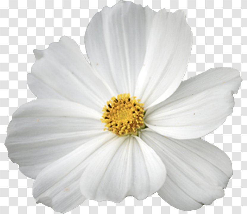 Garden Cosmos Flower Clip Art - Daisy Family - Plant Transparent PNG