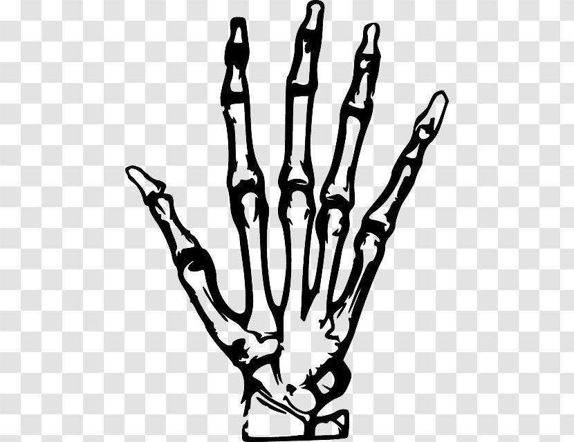 X-ray Hand Clip Art - Finger Transparent PNG
