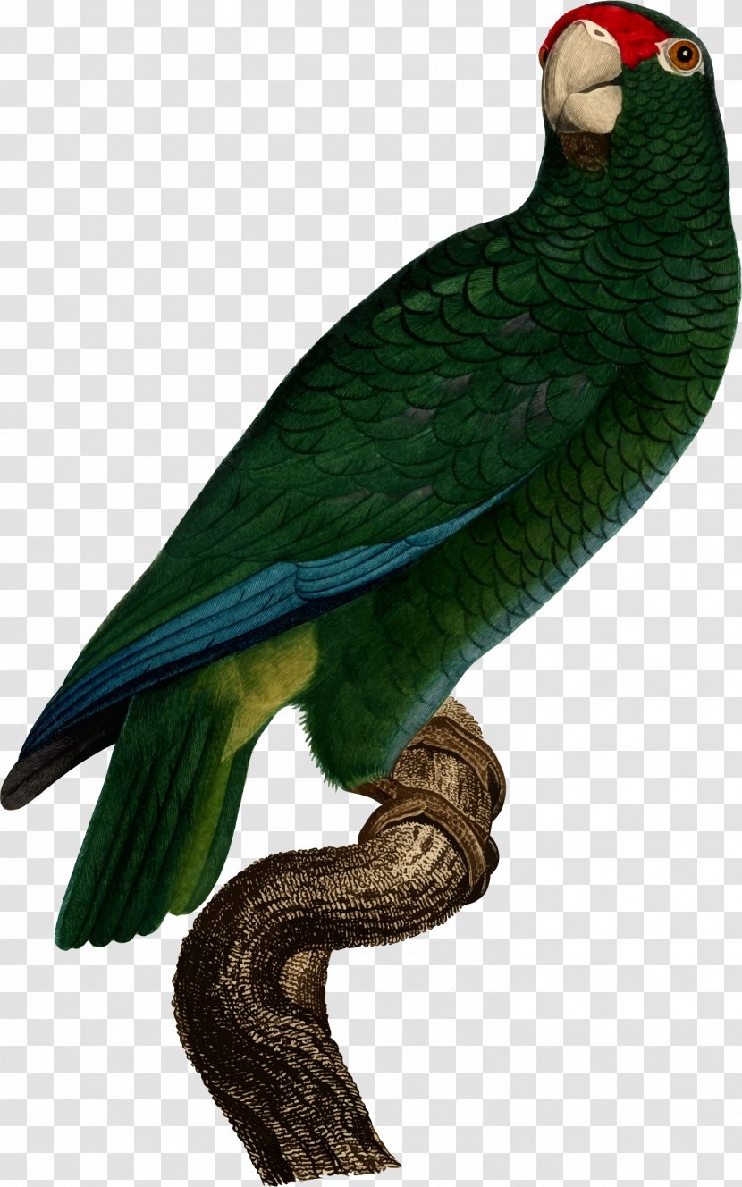 Parrots Bird Puerto Rican Amazon Superb Parrot - Parakeet Transparent PNG