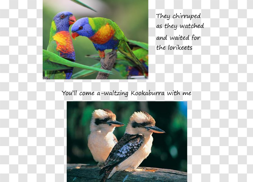 Bird Laughing Kookaburra Australia Blue-winged Rainbow Lorikeet - Bluewinged Transparent PNG