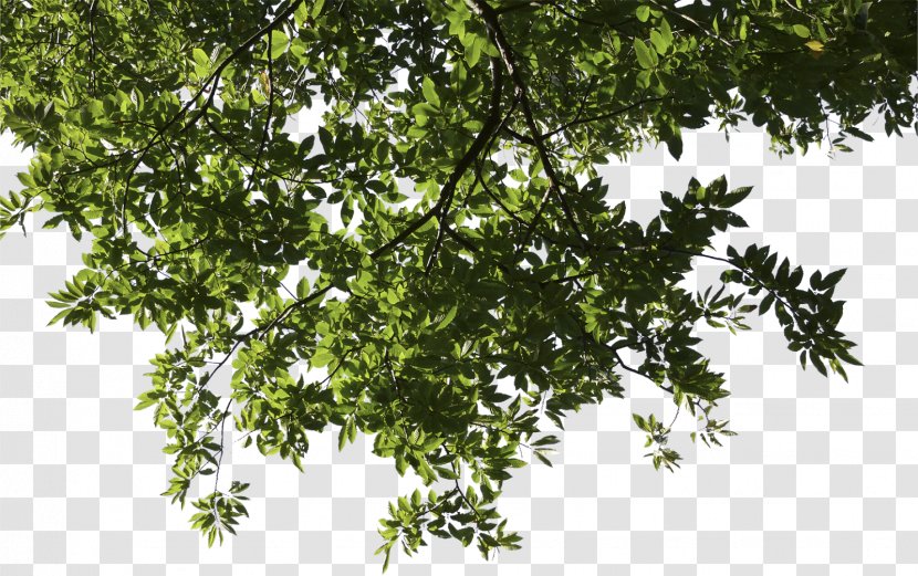 Tree Branch Deciduous Pine - Broadleaved - Trees Transparent PNG