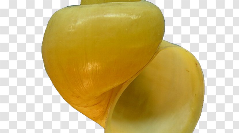 Fruit - Yellow Transparent PNG