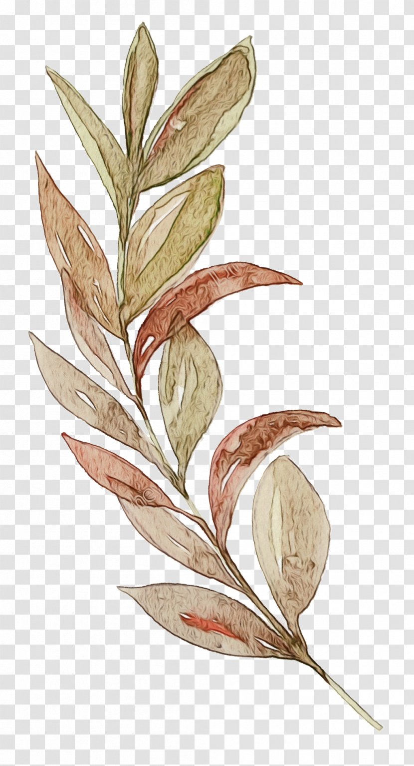 Watercolor Flower Background - Eucalyptus - Plant Stem Transparent PNG