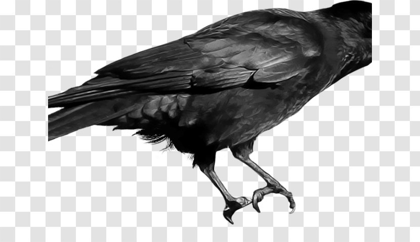 Clip Art Crow Transparency Image - Like Bird Transparent PNG