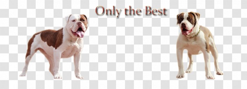 Dog Breed Snout Ear - Carnivoran - Olde English Bulldogge Transparent PNG