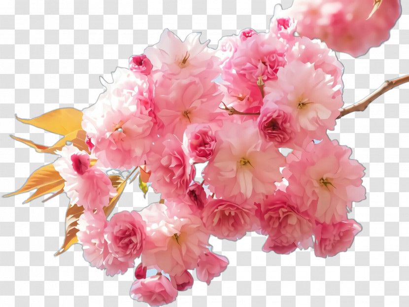 Cherry Blossom Transparent PNG