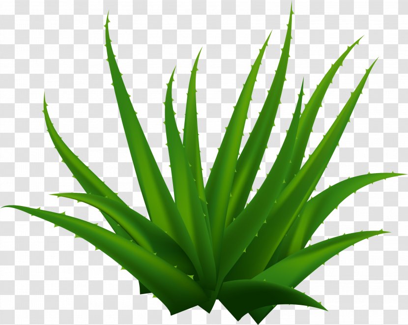 Aloe Vera - Plant - Lush Transparent PNG