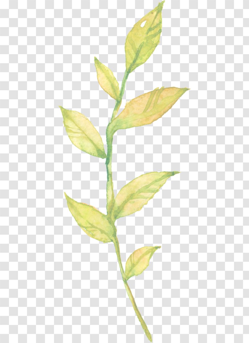 Leaf Plant Stem Grasses - Grass Family - Aloe Vera Watercolour Transparent PNG