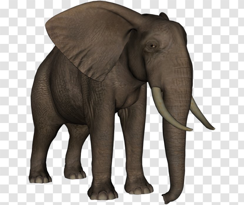 Indian Elephant African Elephantidae Clip Art - Wildlife - Elephants And Mammoths Transparent PNG