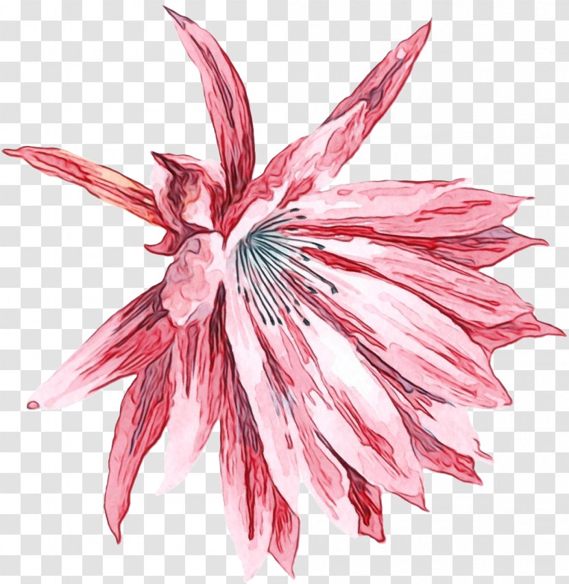 Pink Flower Plant Petal Leaf - Perennial Transparent PNG