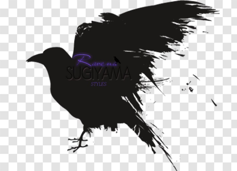 Bird Raven Crow Beak - Wing - American Rook Transparent PNG