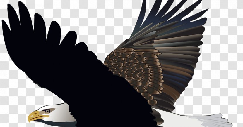 Bald Eagle Bird Image - Drawing Transparent PNG