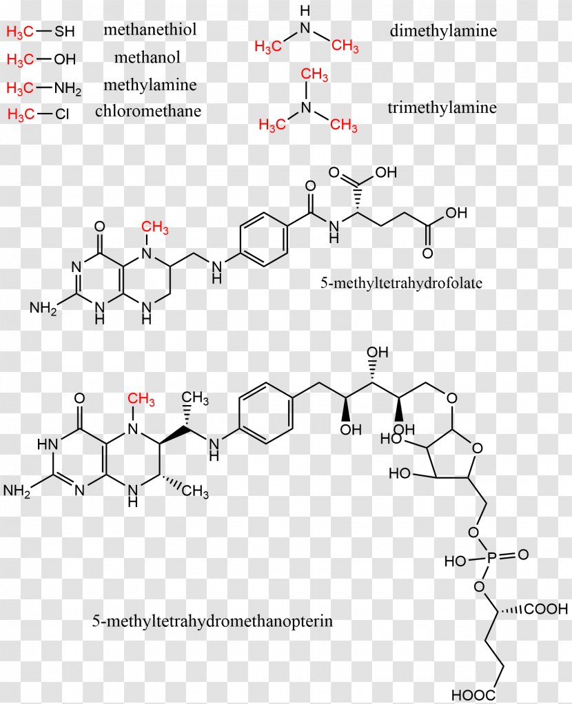 Methyl Group Methyltransferase S-Adenosyl Methionine Levomefolic Acid - Betainehomocysteine Smethyltransferase - Cytosine Transparent PNG